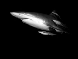 Oceanic blacktip shark in Durban. by Jenny Strömvoll 